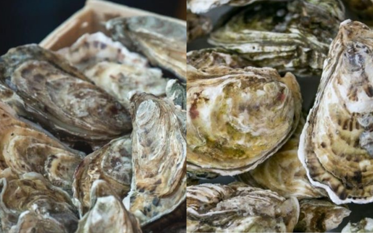 Mách Bạn Cách Tách Vỏ Hàu Đơn Giản, An Toàn và Nhanh Nhất 2 Vì Sao Tách Vỏ Hàu Là Công Đoạn Quan Trọng Trong Chế Biến?
