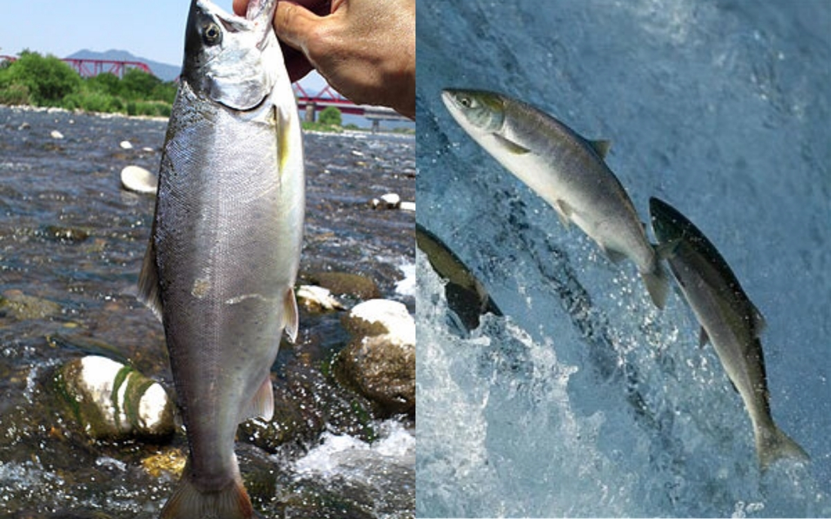 Mẹo Lóc Xương Cá Siêu Chuẩn – Tách Thịt Sạch Sẽ và Nhanh Gọn 3 Cách Lóc Xương Cá Đơn Giản Bằng Tay – Mẹo Nhỏ Nhưng Hiệu Quả Vượt Trội