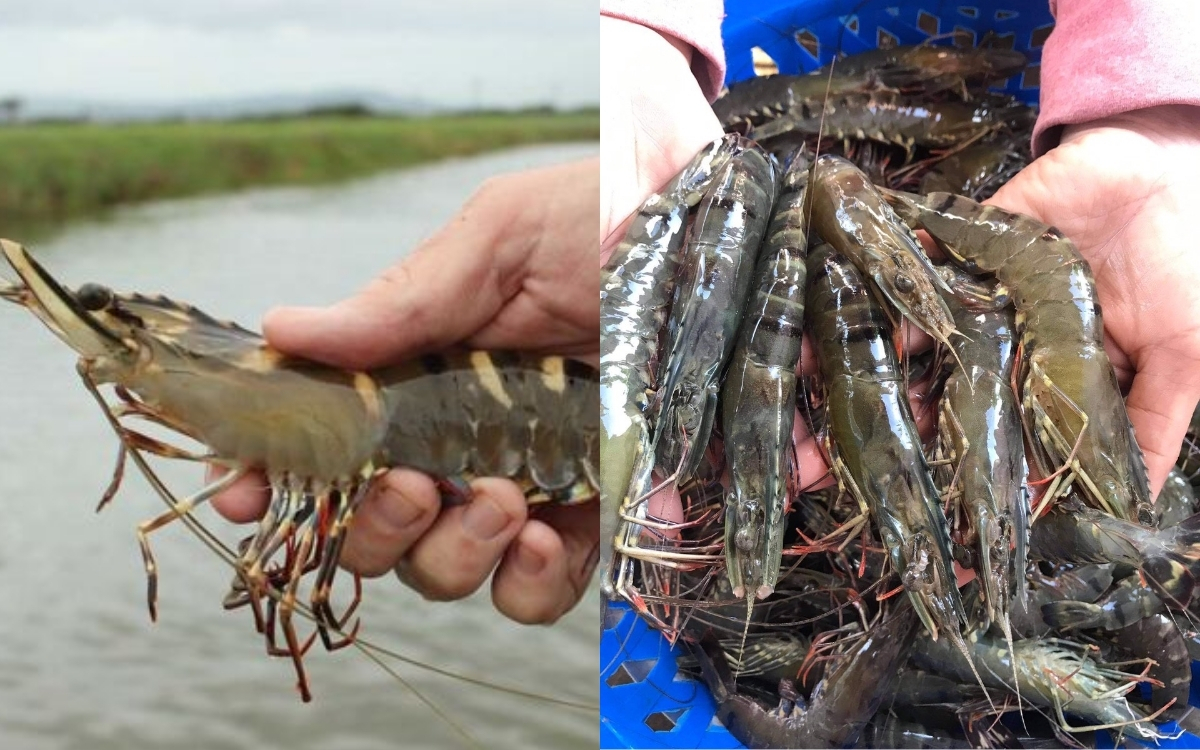 Kiểm Tra Đầu Tôm – Có Bị Rụng Hay Mắt Đục Không?