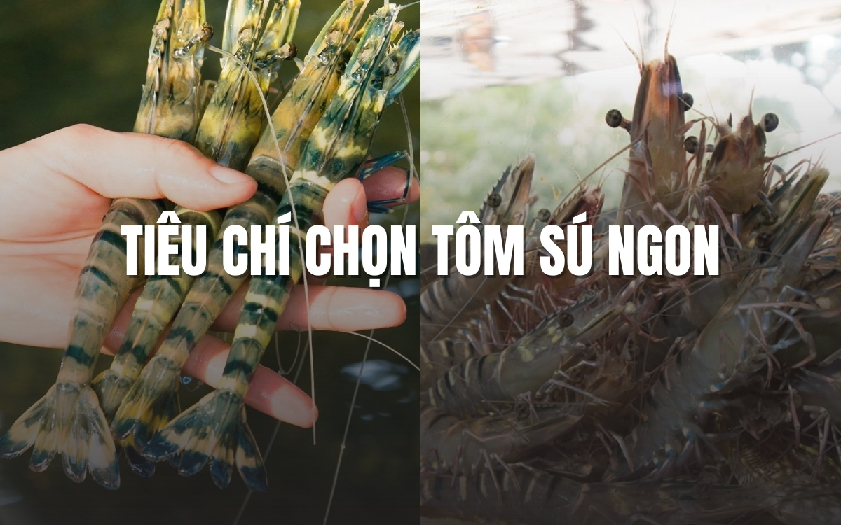 Tiêu chí chọn tôm sú ngon