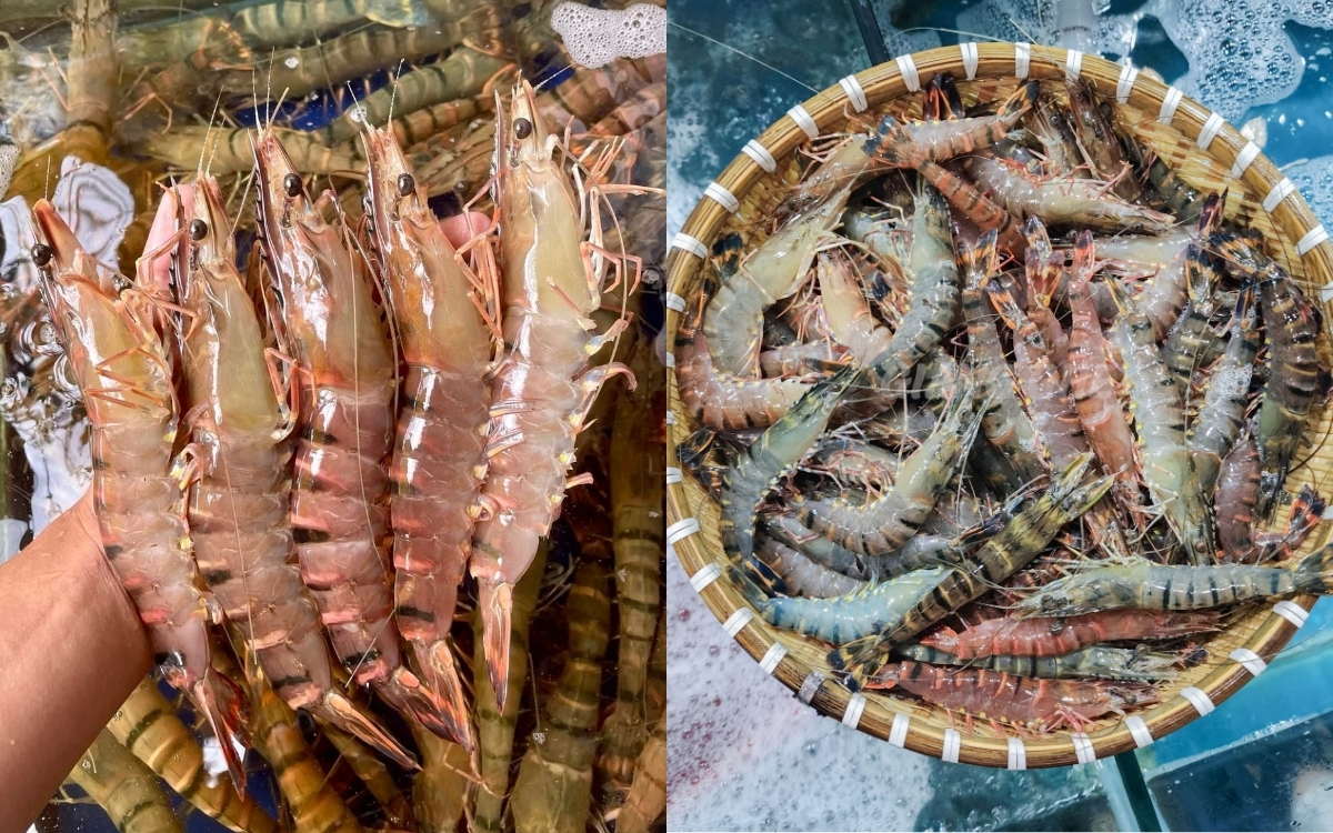Đặc Điểm Nhận Biết Tôm Sú Tươi Ngon – Áp Dụng Ngay Khi Đi Chợ
