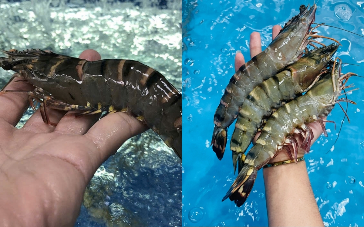 Kiểm Tra Độ Nhạy Của Tôm – Khi Chạm Vào Vẫn Có Phản Ứng Co Duỗi