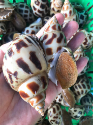 Bí Quyết Làm Món Ốc Hương Rang Muối Với Công Thức Đơn Giản, Hương Vị Đậm Đà 2 z6115165902566 38e3c528f7737e48afc2575ed3102887