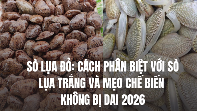 Sò Lụa Đỏ: Cách phân biệt với Sò Lụa Trắng và mẹo chế biến không bị dai 2026 1 ANH BAI VIET HSL CTY 42