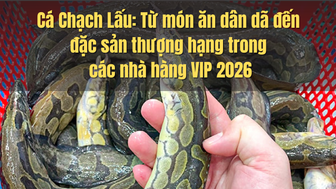 Cá Chạch Lấu: Từ món ăn dân dã đến đặc sản thượng hạng trong các nhà hàng VIP 2026 1 ANH BAI VIET HSL CTY 53