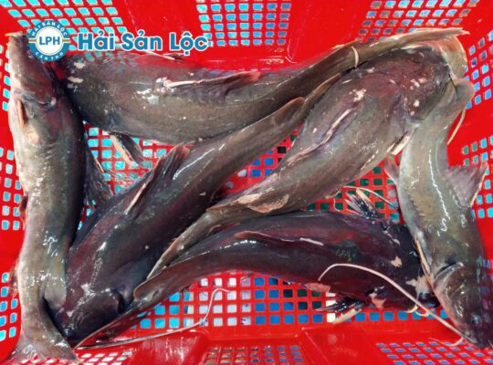 Cá Lăng Phi Lê: "Vương Giả" Thực Đơn Đãi Tiệc Sang Trọng & 99+ Bí Quyết Chế Biến Đỉnh Cao 6 Cá Lăng Sống Bơi Hồ Tại Hải Sản Lộc