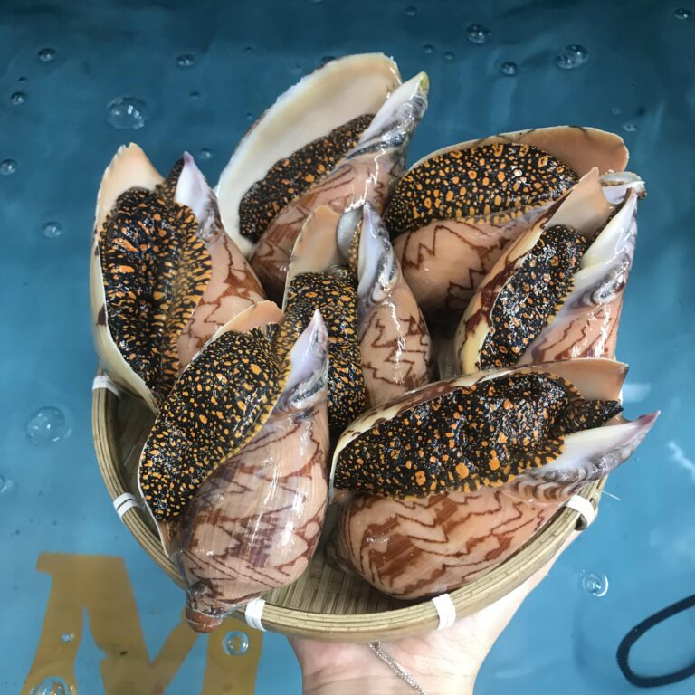 Sai lầm tai hại khi luộc Ốc Giác: 5 phút quá tay là thịt dai như cao su! 1 Ốc Giác Đen