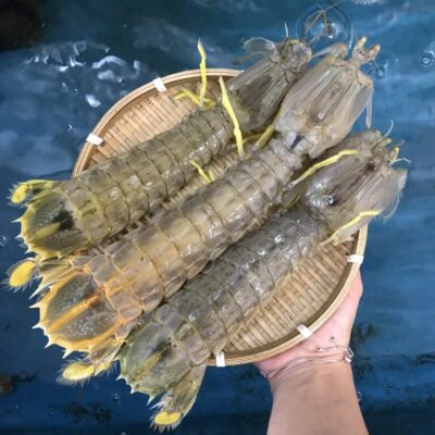 Bí mật hệ thống phòng thủ của loài tôm tít: Cú đấm "nảy lửa" mạnh hơn đạn bắn 2026 6 Tôm Tít Sống Chắc Khoẻ Thịt Dai Ngon Tại Hải Sản Lộc Luôn Sẵn Sàng Cho Quý Khách