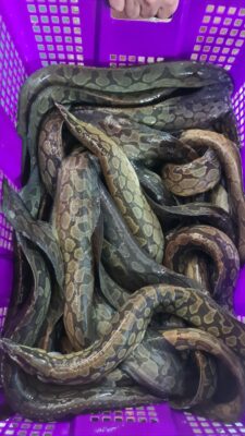 Cá Chạch Lấu: Từ món ăn dân dã đến đặc sản thượng hạng trong các nhà hàng VIP 2026 4 Cá Chạch Lấu Sống Roi Rói Phơi Phới Tại Hải Sản Lộc