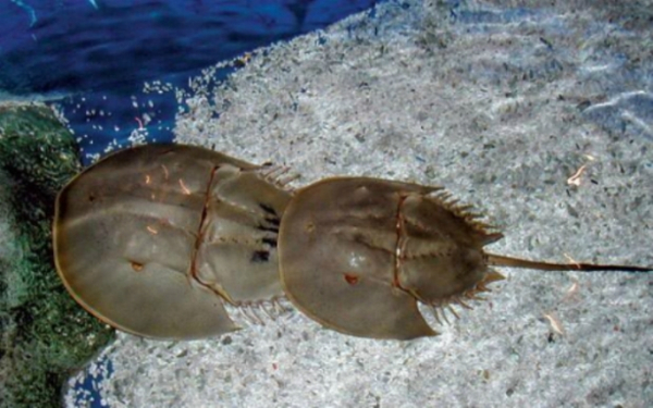 Giải mã tập tính Sam Trứng: Sự thật về lời đồn "một mất, một còn" của cặp Sam 2026 1 image002 1652871306563