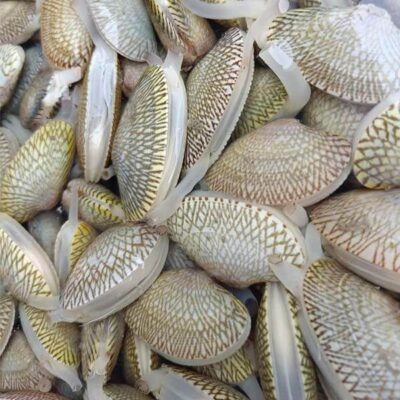 Sò Lụa Đỏ: Cách phân biệt với Sò Lụa Trắng và mẹo chế biến không bị dai 2026 2 Sò Lụa Trắng