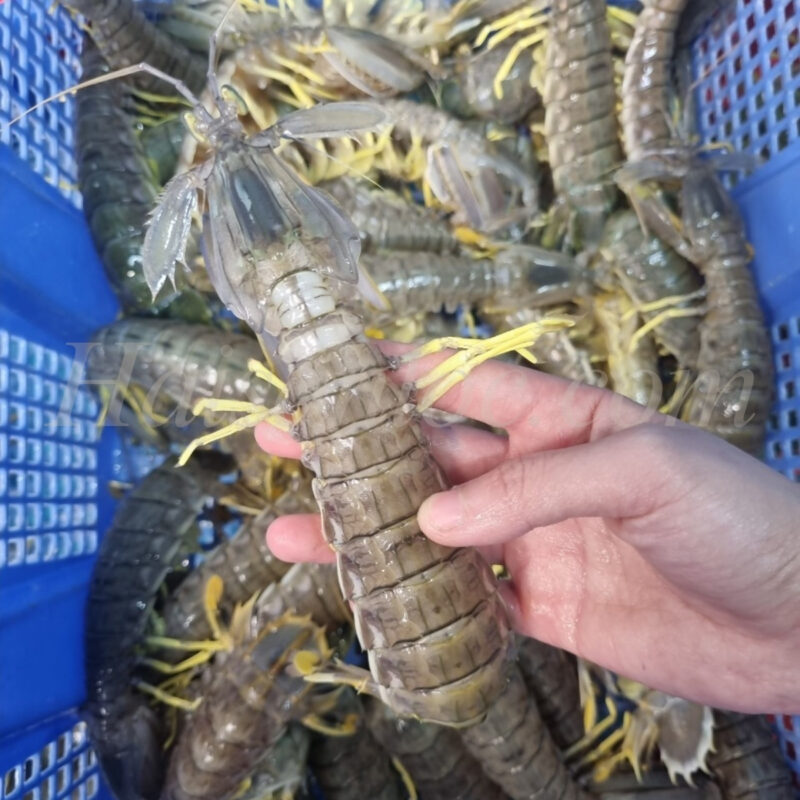 Bí mật hệ thống phòng thủ của loài tôm tít: Cú đấm "nảy lửa" mạnh hơn đạn bắn 2026 1 the nao goi la cua com 1