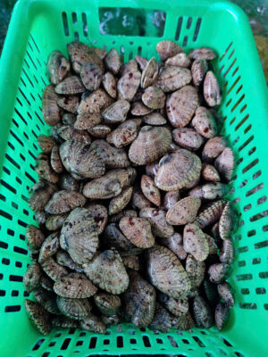 Sò Lụa Đỏ: Cách phân biệt với Sò Lụa Trắng và mẹo chế biến không bị dai 2026 7 z7288084033293 2c420083a8a50ba1da53fb599269d219