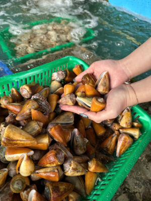 Bí quyết làm ốc ụ vàng hấp sả giòn sần sật, chấm mắm gừng ngon "xoắn lưỡi" 2026 3 Ốc Ụ Vàng Tươi Sống Có Theo Mùa Tại Hải Sản Lộc