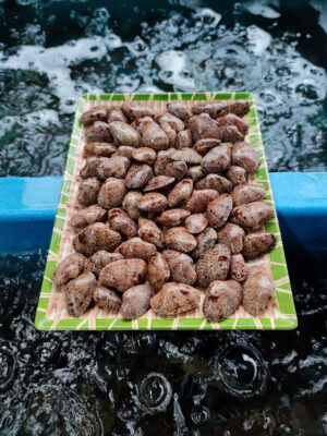 Sò Lụa Đỏ: Cách phân biệt với Sò Lụa Trắng và mẹo chế biến không bị dai 2026 3 Sò Lụa Đỏ Tại Hải Sản Lộc