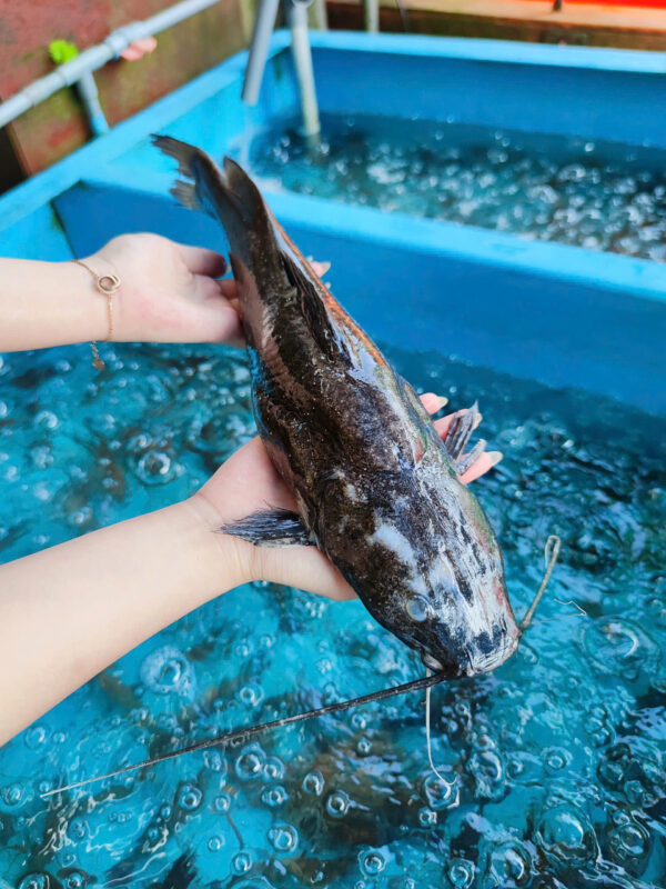 Cá Lăng Phi Lê: "Vương Giả" Thực Đơn Đãi Tiệc Sang Trọng & 99+ Bí Quyết Chế Biến Đỉnh Cao 1 Cá Lăng Tại Hải Sản Lộc