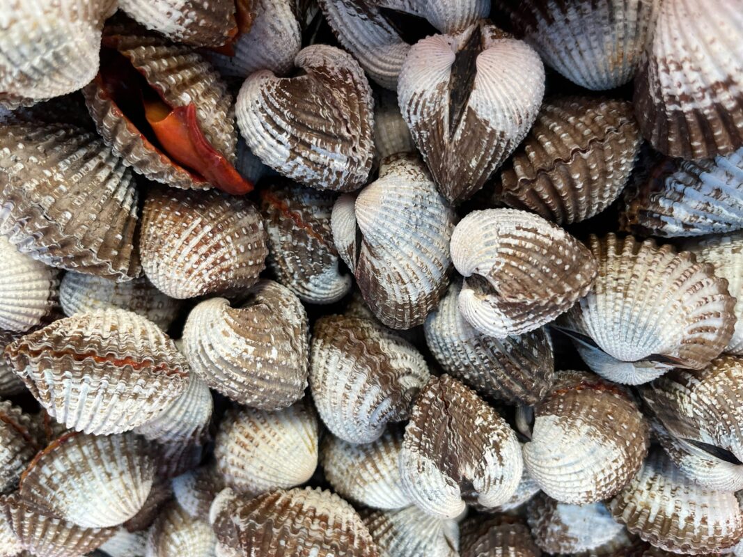 Tại Sao Sò Huyết Đầm Ô Loan Được Mệnh Danh Là "Vua" Của Các Loại Sò Huyết Năm 2026? 1 47eb6fdc3a7d9e23c76c