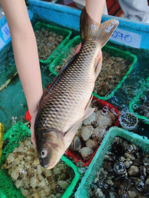 Thủ Phủ Cá Chép Cúng Ông Táo 2026 Lớn Nhất Miền Nam Vào Mùa Thu Hoạch Rầm Rộ 5 Cá Chép Giòn Siêu To Bao Ăn Gia Đình Bắt Sống Tại Hồ Hải Sản Lộc