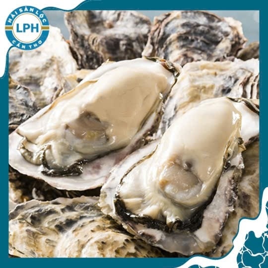 Một con hàu đại dương lọc 200 lít nước mỗi ngày: Máy lọc nước của đại dương 1 Hàu Đại Dương Làm Sạch Biển