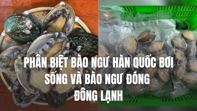 Phân biệt bào ngư hàn quốc bơi sống và bào ngư đóng hộp đông lạnh 1 Bào Ngư Hàn Quốc Sống Vs Bào Ngư Đông Hàn Quốc