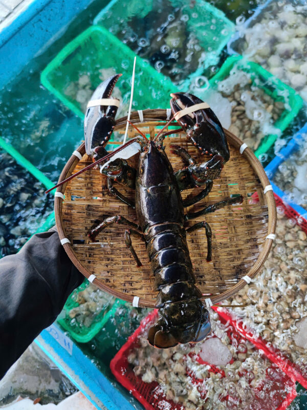 Tôm hùm alaska sống ở đâu Tại sao thịt lại dai ngon bất thường 1 Tôm Hùm Alaska Bắt tại hồ Hải Sản Lộc