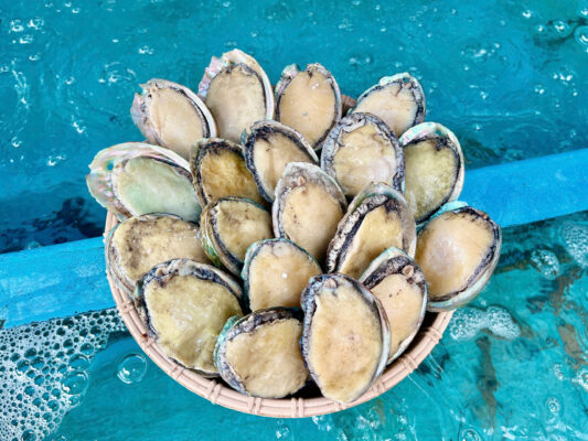 Phân biệt bào ngư hàn quốc bơi sống và bào ngư đóng hộp đông lạnh 5 Bào Ngư Đông Tại Hải Sản Lộc với kích thước nhỏ hơn