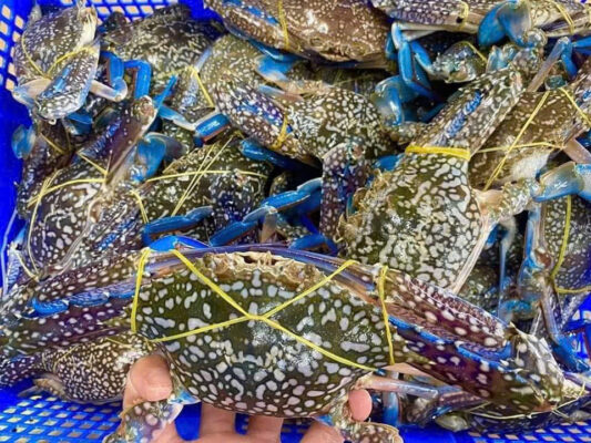 1 số mẹo chọn Ghẹ ngon Cần Thơ 4 Ghẹ Ngon Cần Thơ