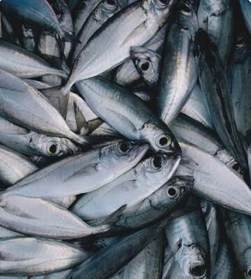 1 Số Mẹo Chọn & Bảo Quản Hải Sản Tươi Sống Chuẩn Ngon Tại Nhà 2 Mẹo Chọn & Bảo Quản Hải Sản Tươi Sống Chuẩn Ngon Tại Nhà